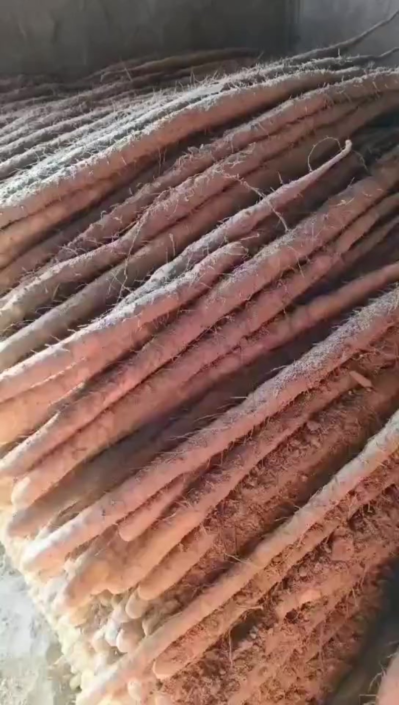 粗白嘴，**吃的山药