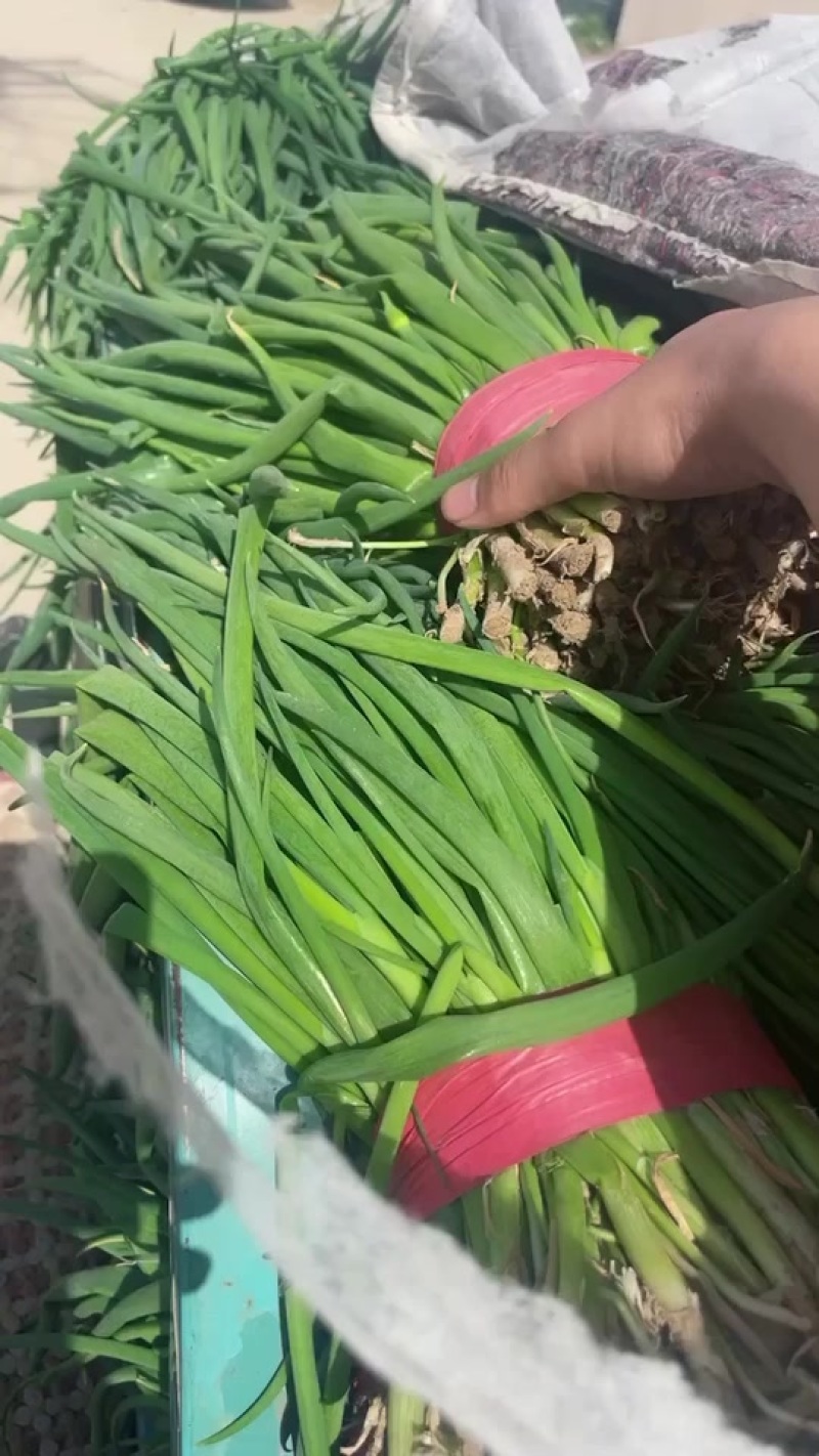 优质小葱大量有货