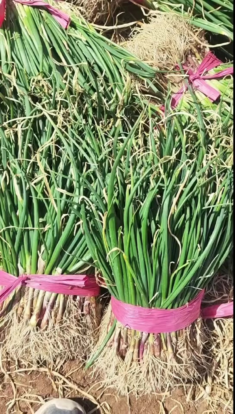 精品紫皮洋葱苗