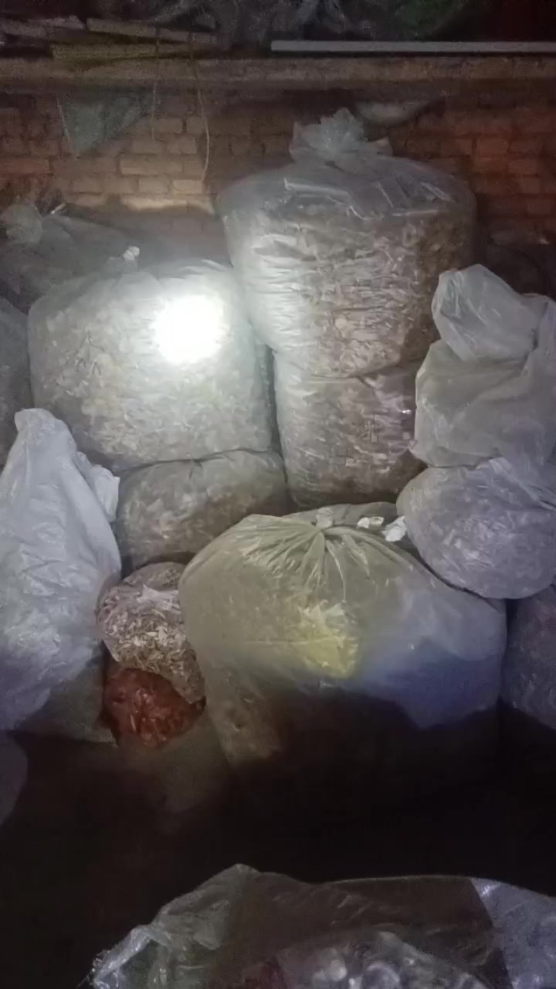 野生紫花脸，又称白蘑