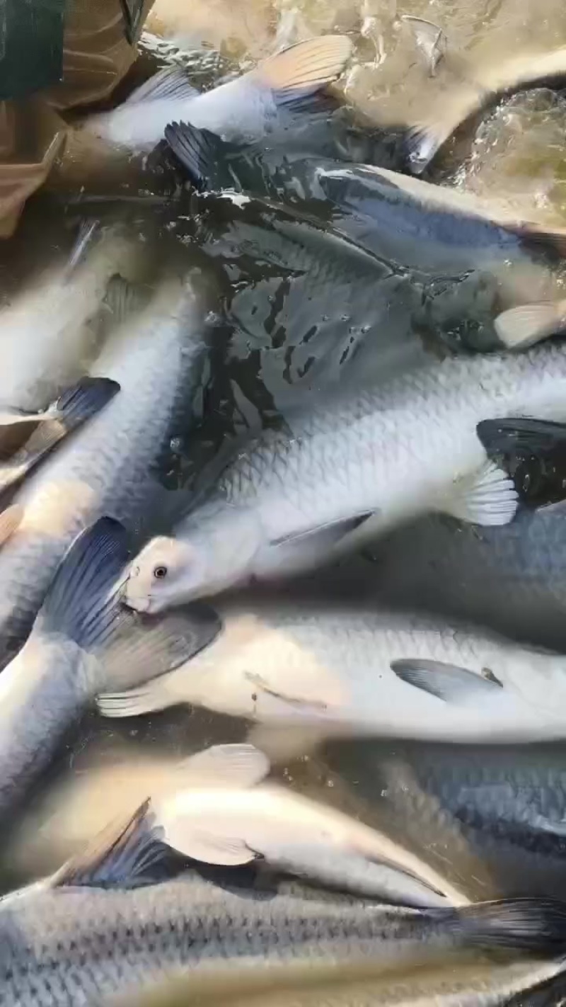 青鱼