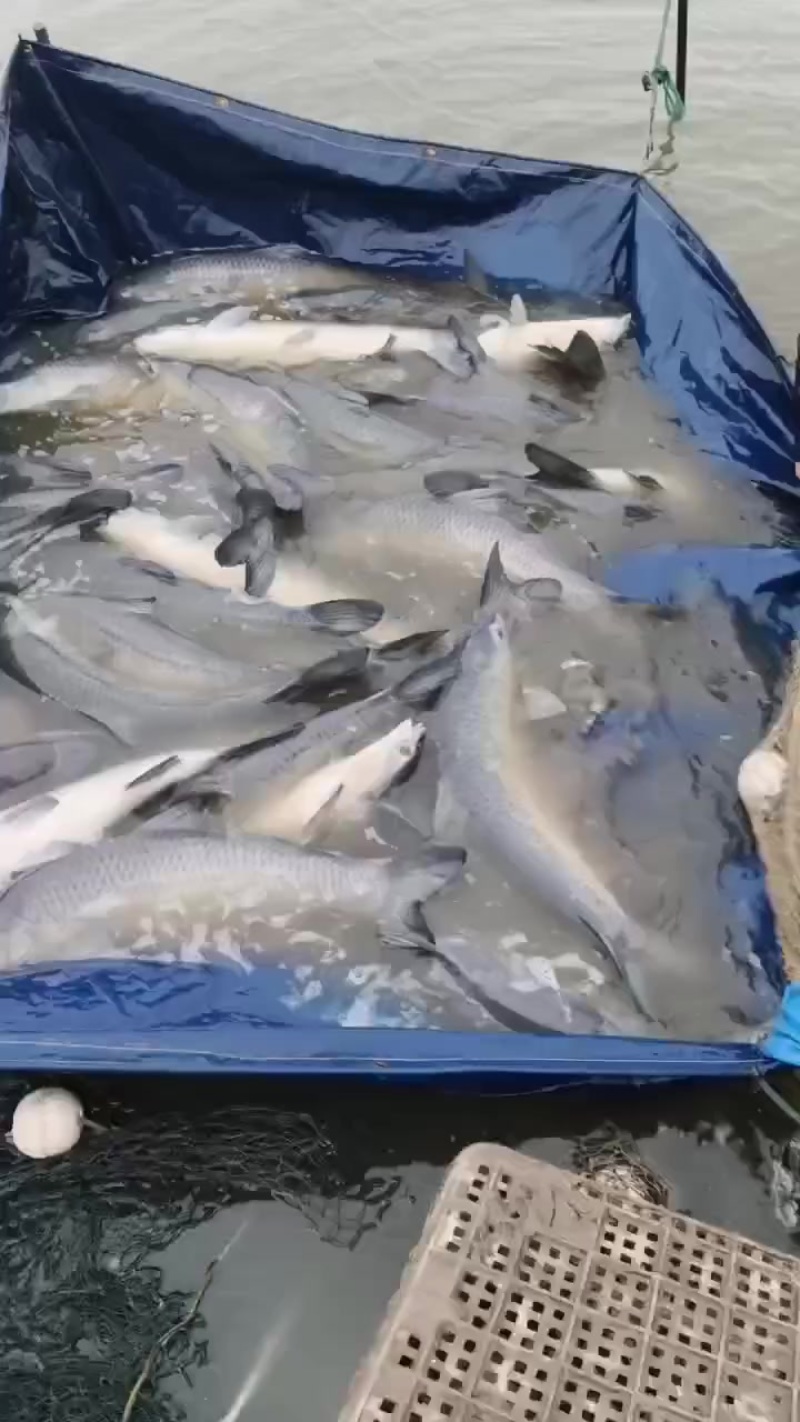 青鱼