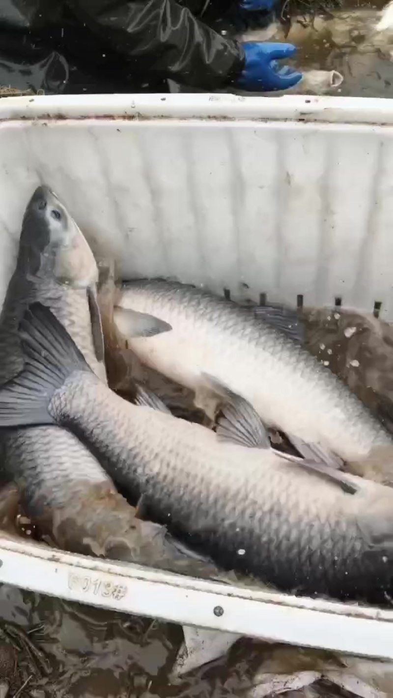 大青鱼各种规格都有全国供货