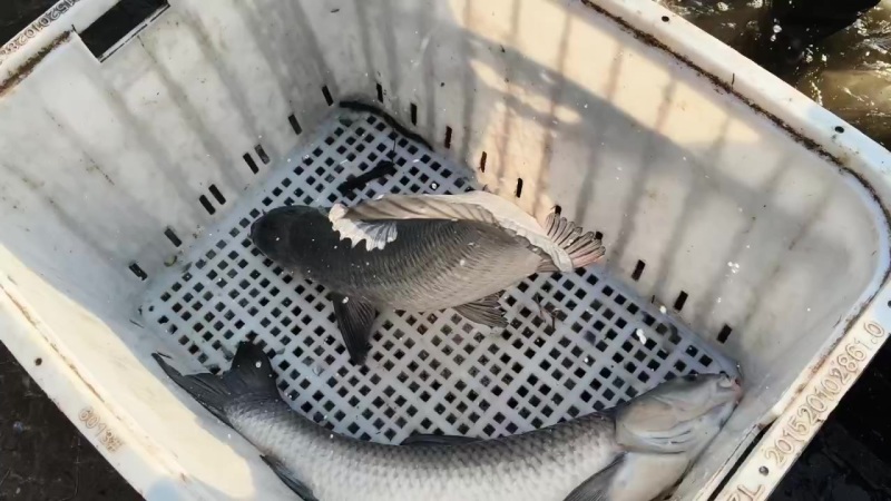 大青鱼各种规格都有全国供货
