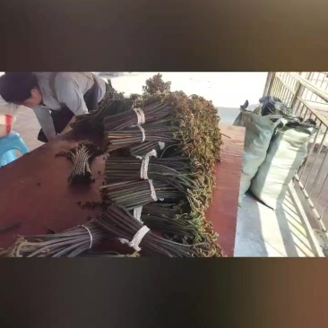 贵州蕨菜什么品种都有
