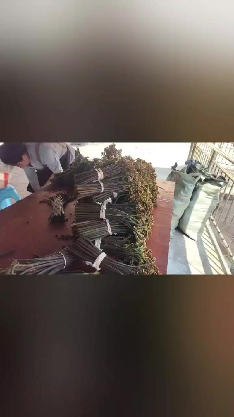 贵州蕨菜什么品种都有