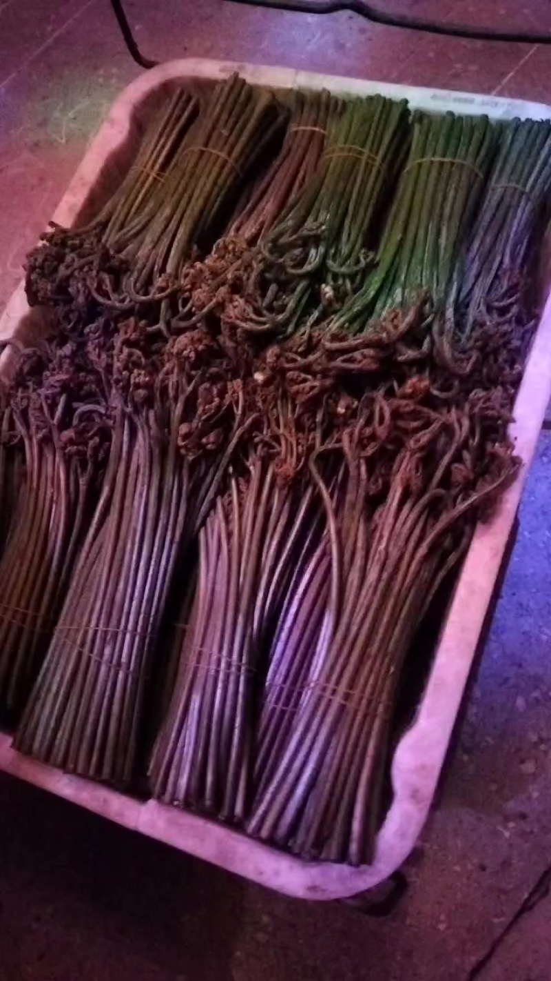 贵州蕨菜什么品种都有