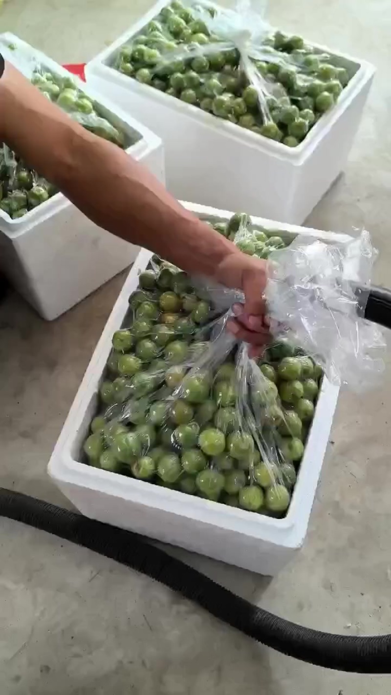三️月李
