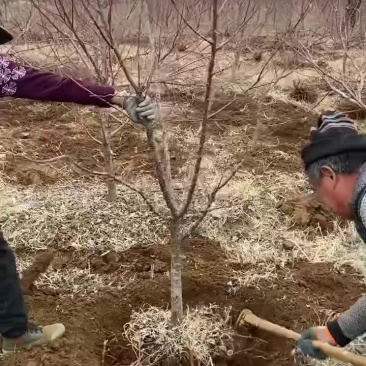 正宗荷兰香蜜杏苗，吊干杏，假一赔百，