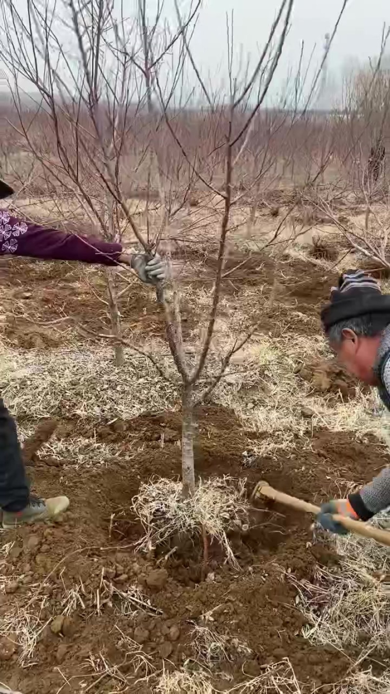 正宗荷兰香蜜杏苗，吊干杏，假一赔百，