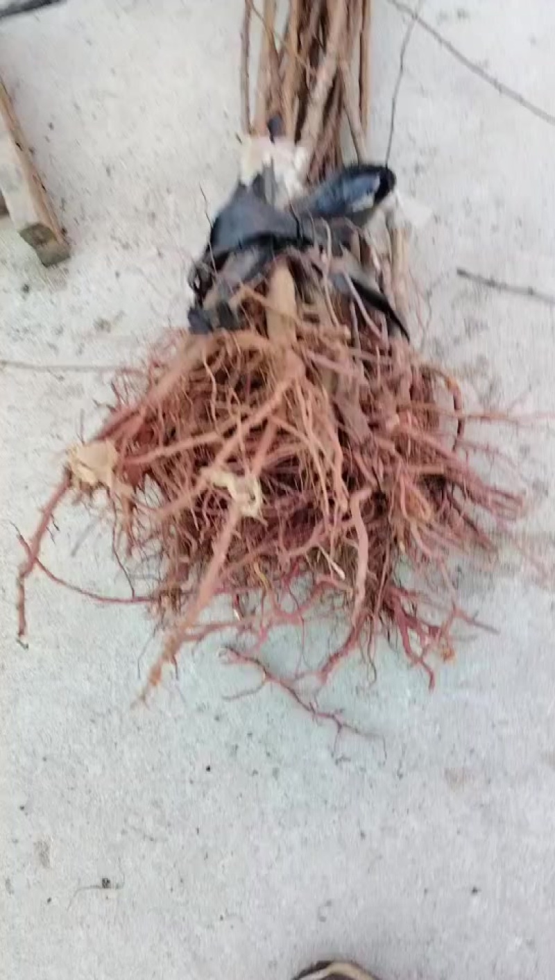 正宗荷兰香蜜杏苗，吊干杏，假一赔百，