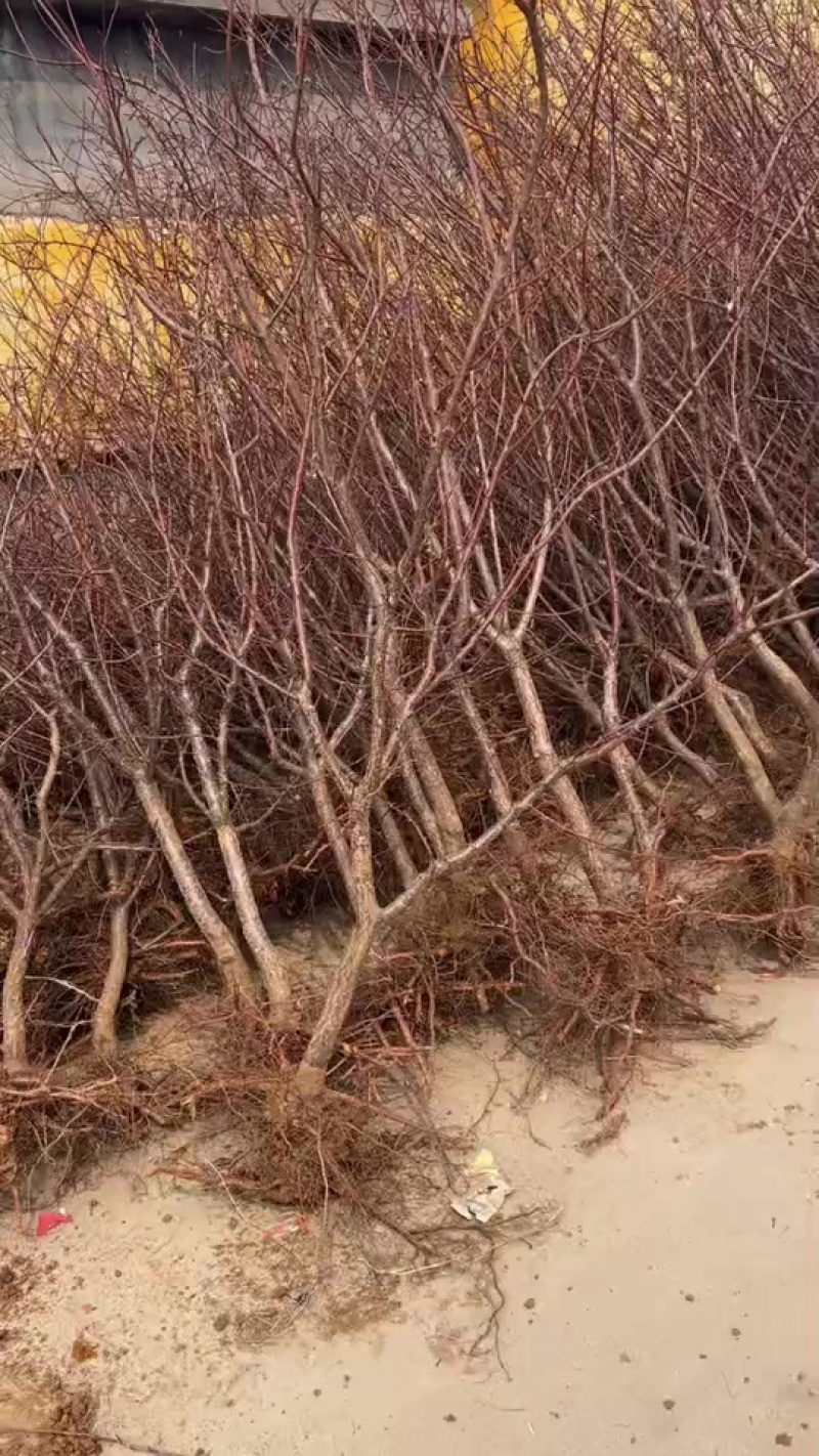 正宗荷兰香蜜杏苗，吊干杏，假一赔百，