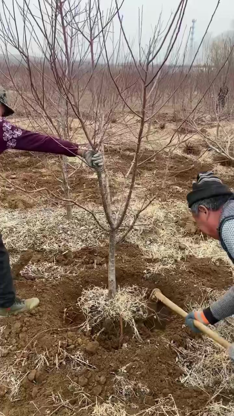 正宗荷兰香蜜杏苗，吊干杏，假一赔百，
