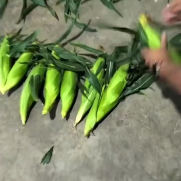 太阳花玉米