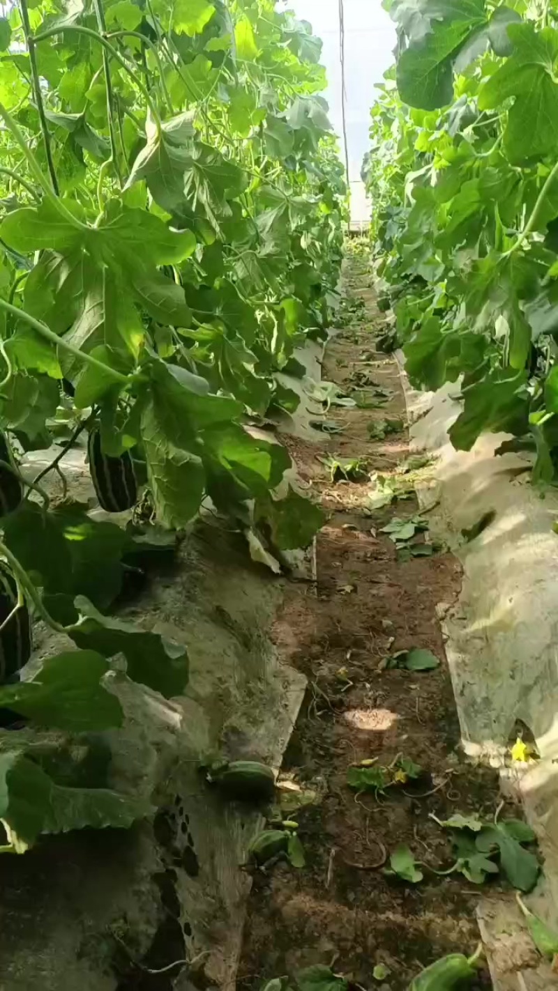 博洋九甜瓜