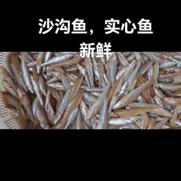 沙沟鱼
