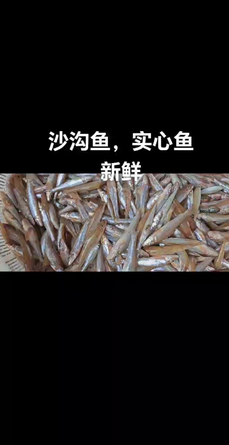 沙沟鱼