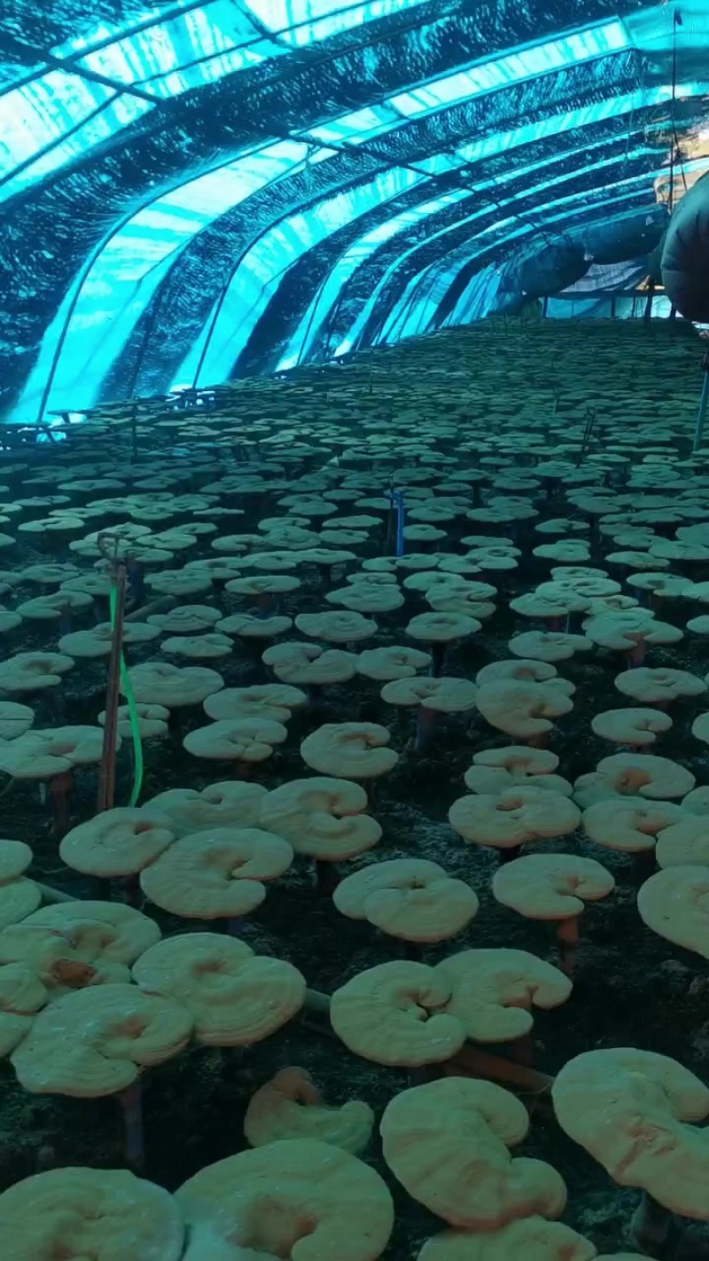 长白山木段灵芝孢子粉