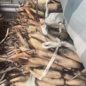 白洋淀藕苗成活率高价格优惠