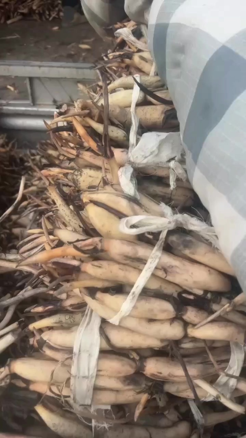 白洋淀藕苗成活率高价格优惠