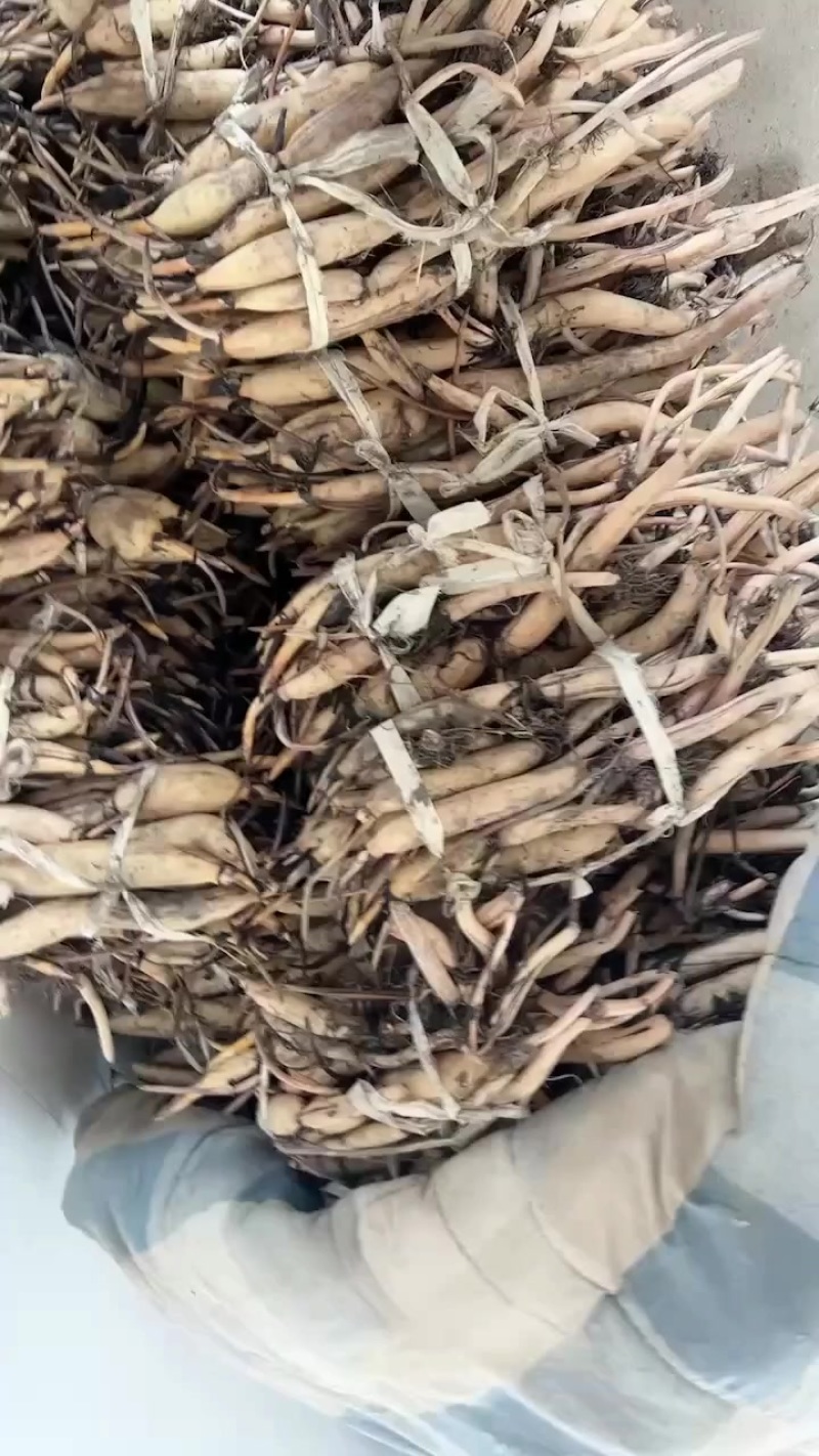 白洋淀藕苗成活率高价格优惠