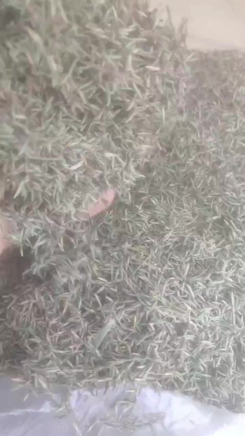 淡竹叶新种子
