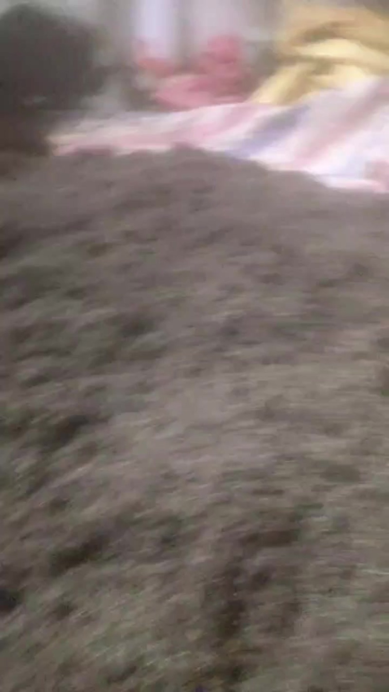淡竹叶新种子