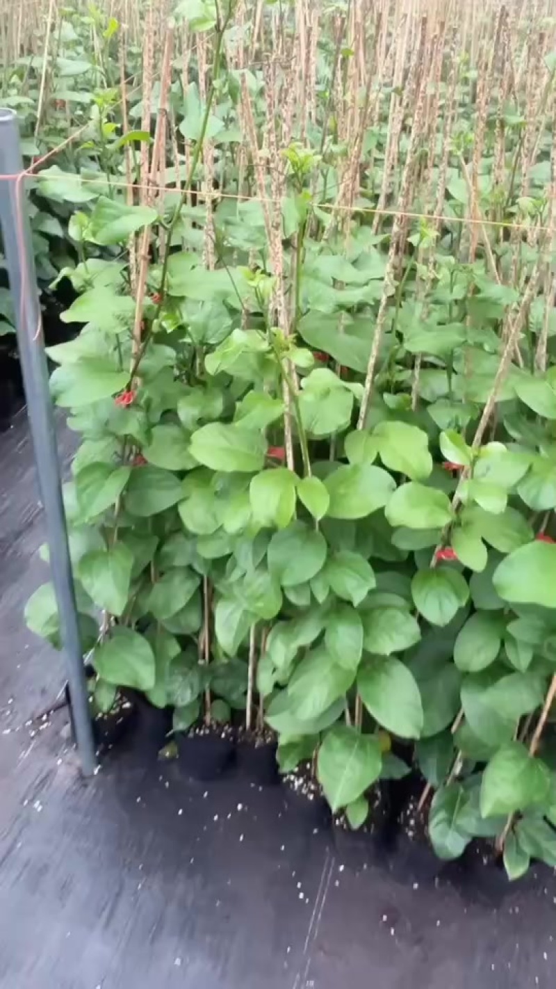 3公分起