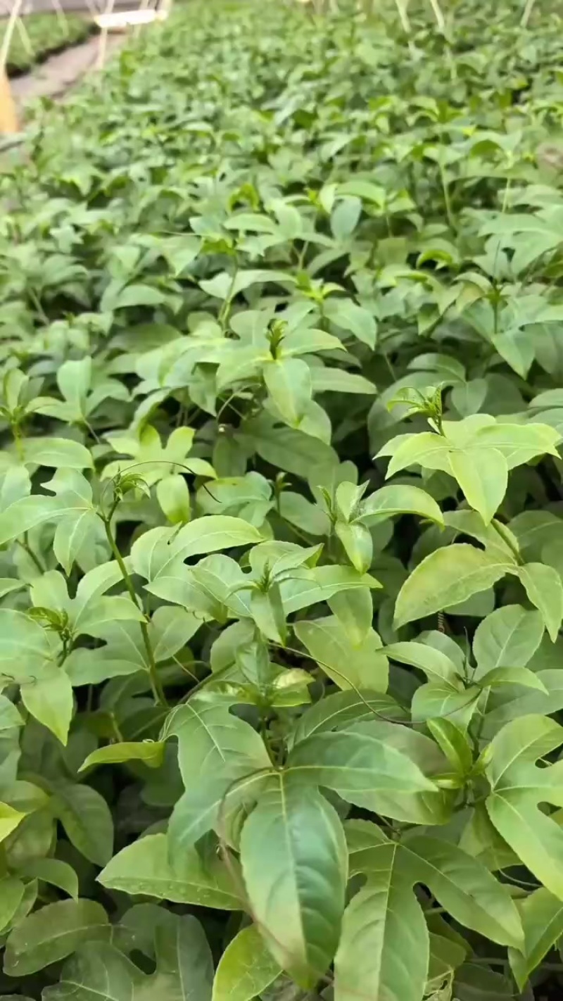 3公分起