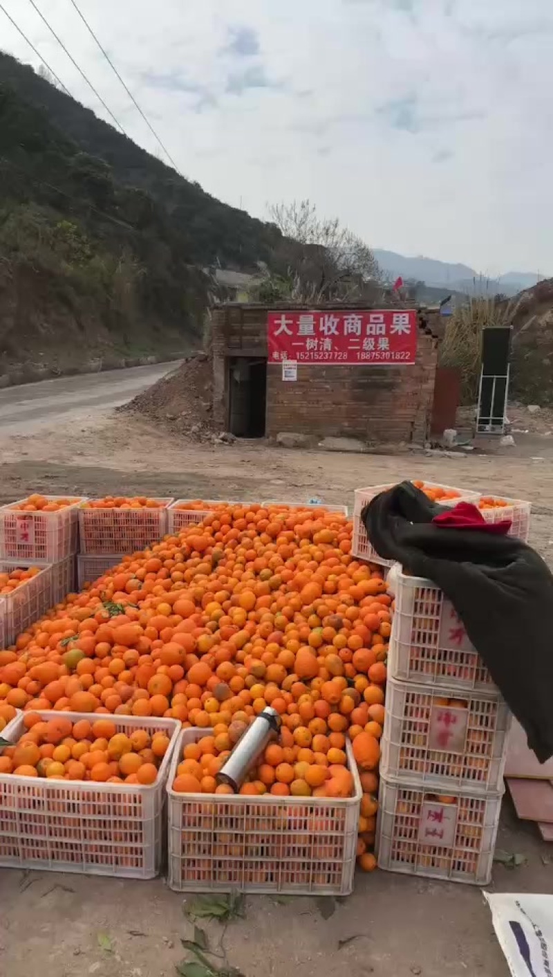奉节脐橙代办：榨汁果：高次果：一树清：小果：电商果：等等