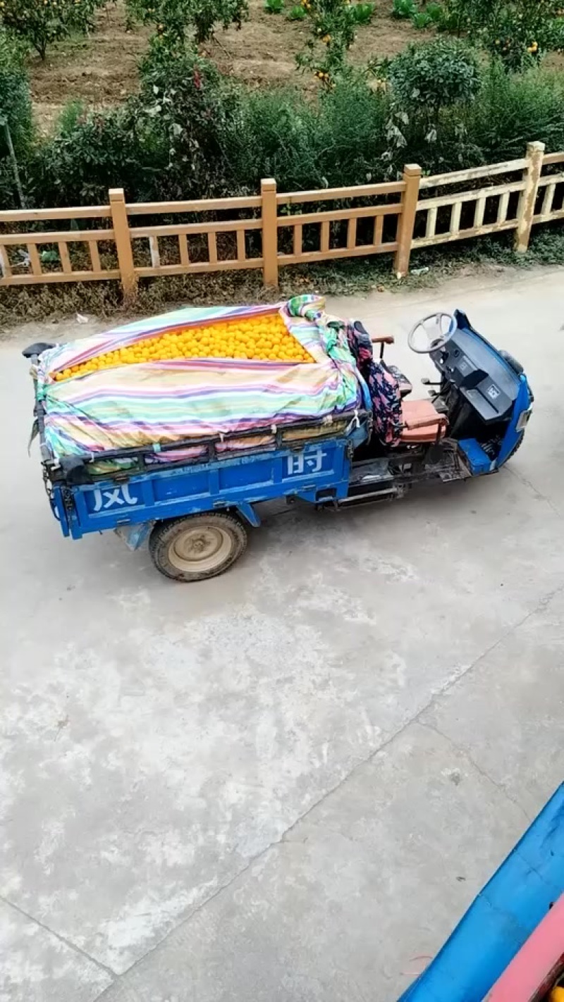 奉节脐橙代办：榨汁果：高次果：一树清：小果：电商果：等等