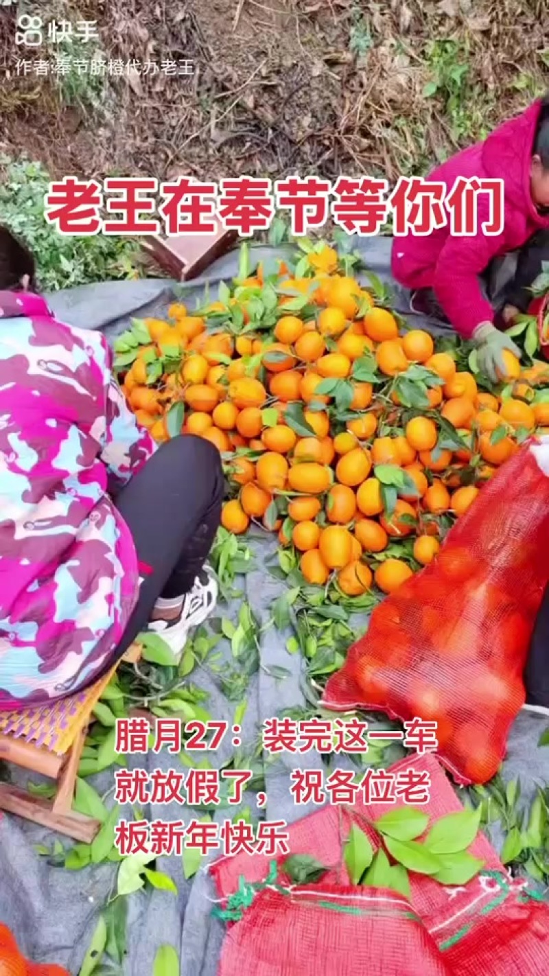 奉节脐橙代办：榨汁果：高次果：一树清：小果：电商果：等等