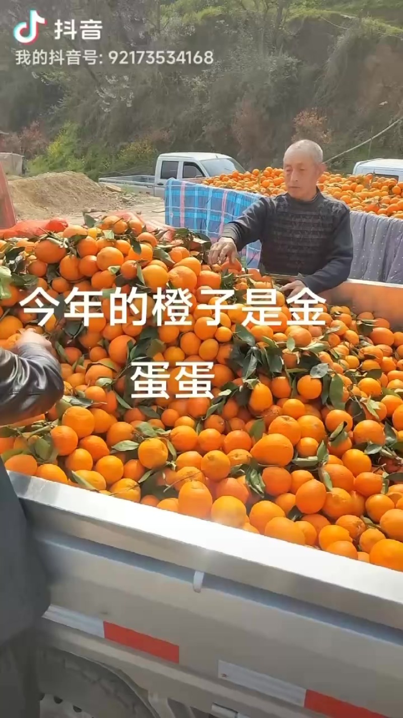 奉节脐橙代办：榨汁果：高次果：一树清：小果：电商果：等等