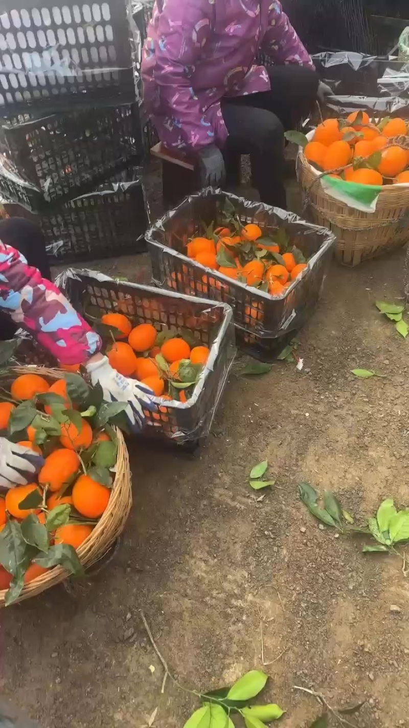 奉节脐橙代办：榨汁果：高次果：一树清：小果：电商果：等等