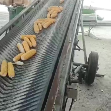 东北粘玉米粉
