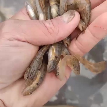 木头鱼