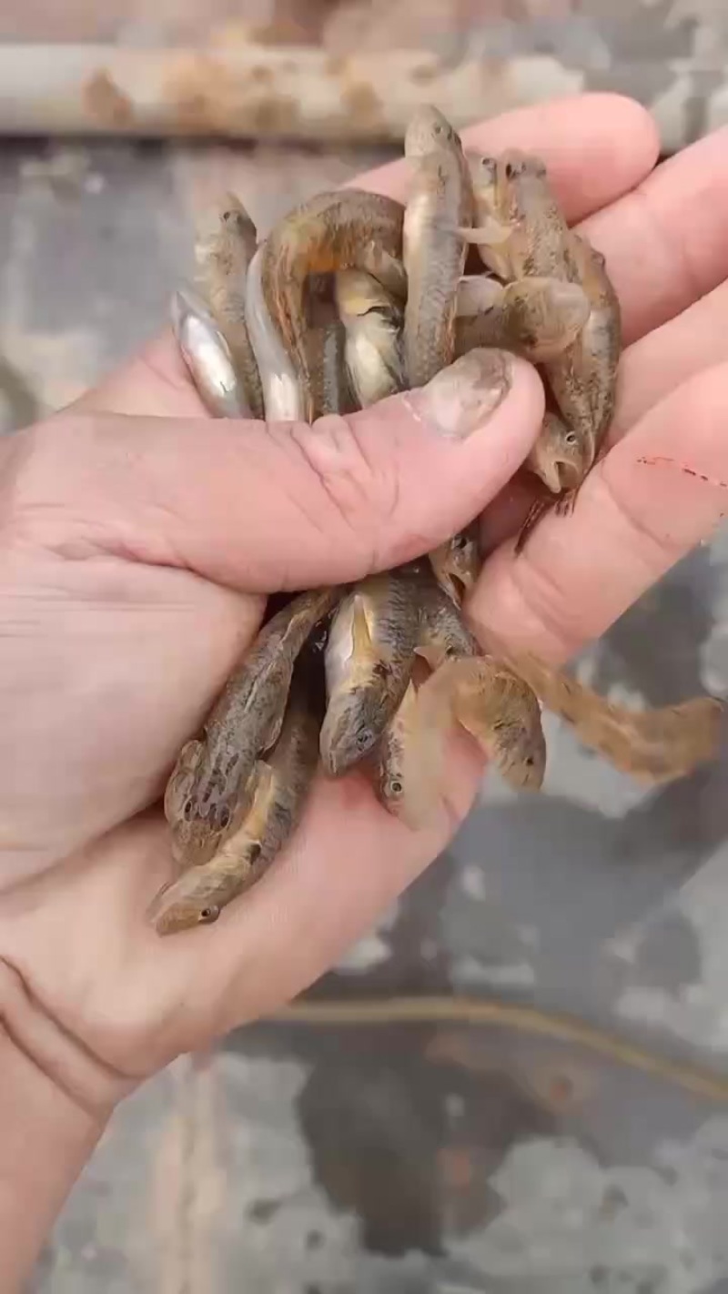 木头鱼