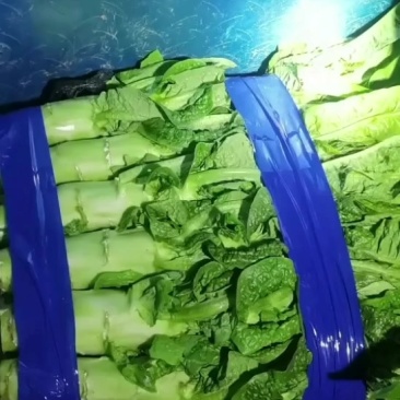 精品莴苣