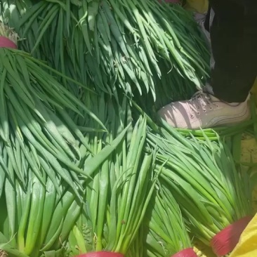 小葱