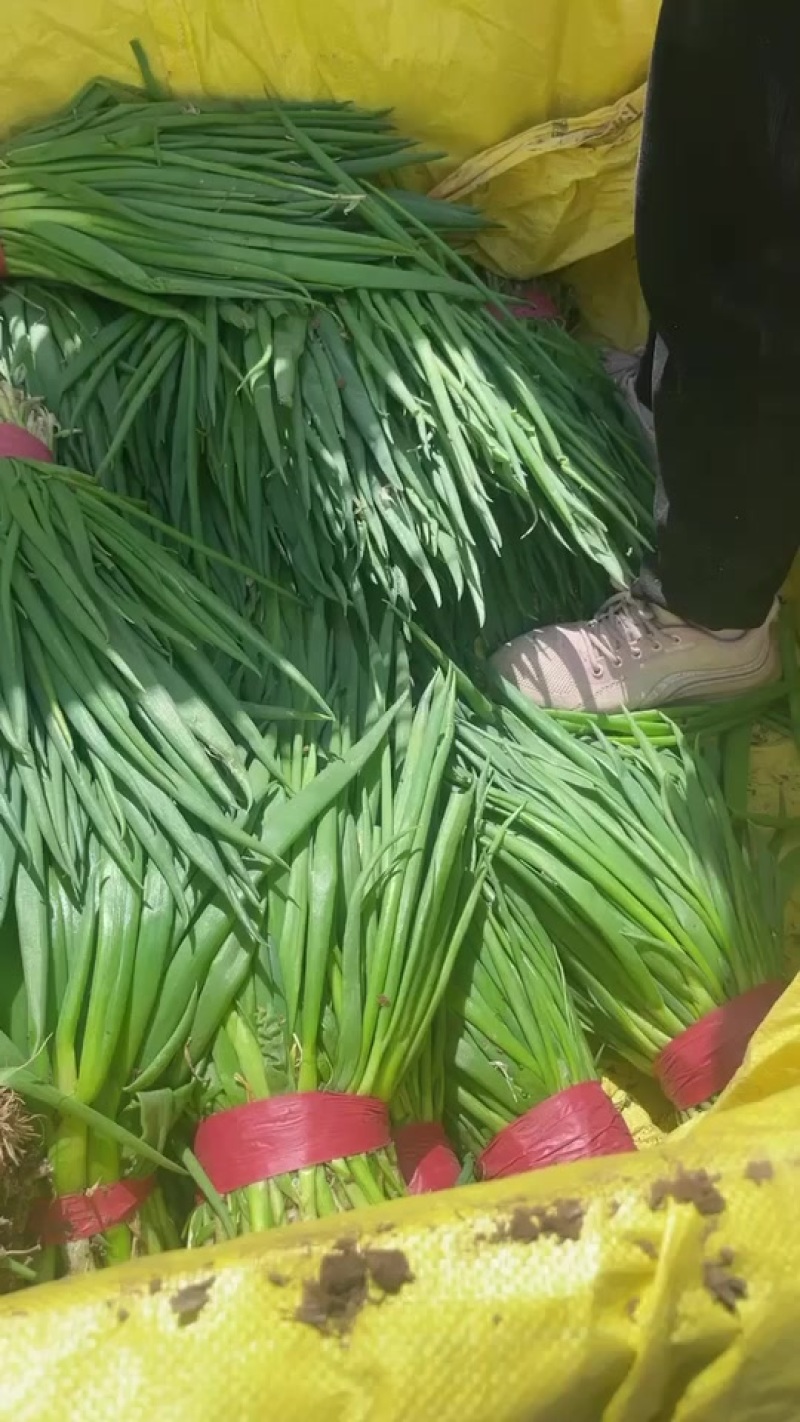 小葱
