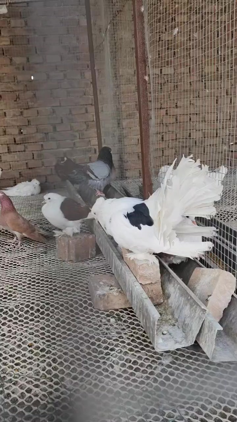 凤尾观赏鸽