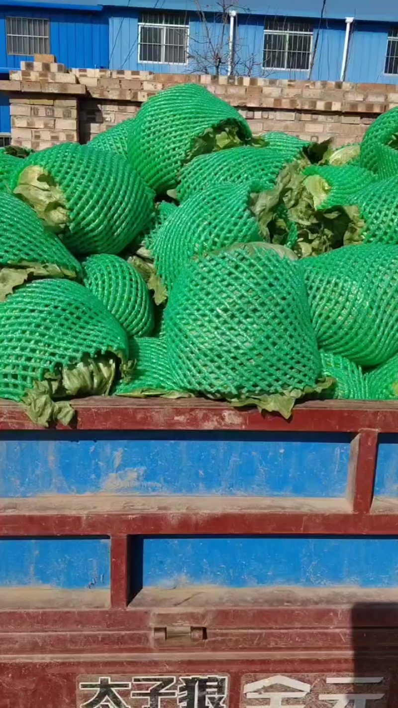 三原县圆生菜大量上市