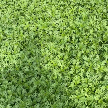 新鲜采摘+现摘现发茼蒿++清香脆嫩