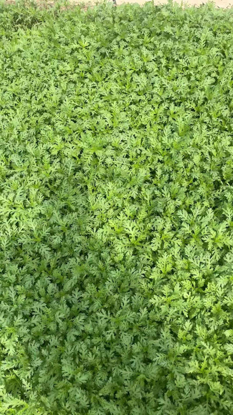 新鲜采摘+现摘现发茼蒿++清香脆嫩