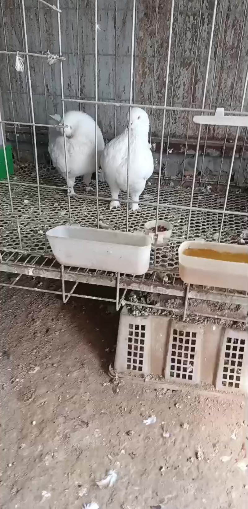 鸽子