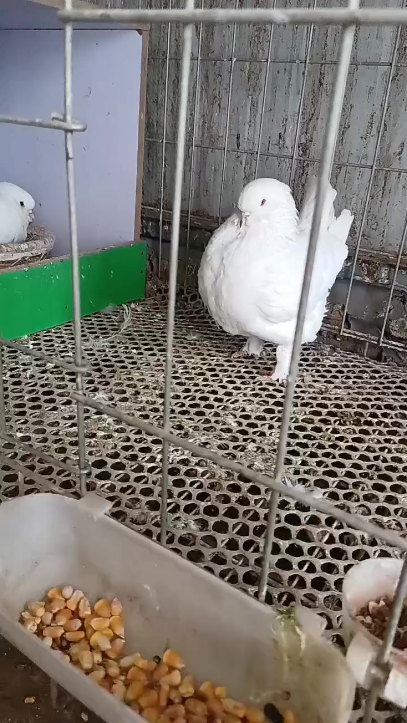 鸽子