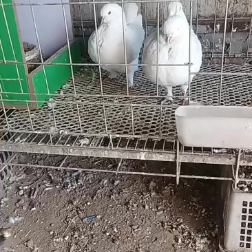 鸽子
