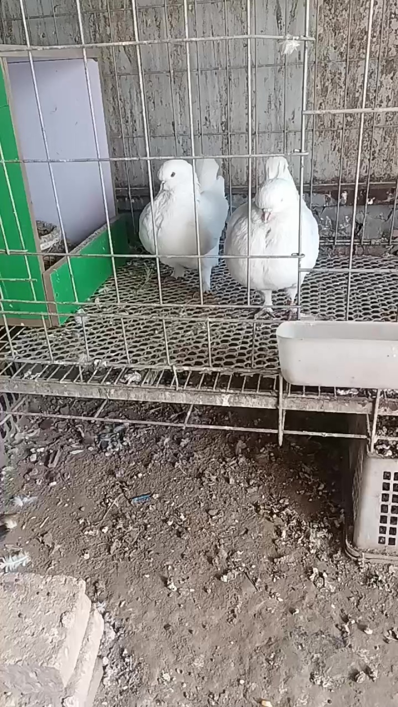 鸽子