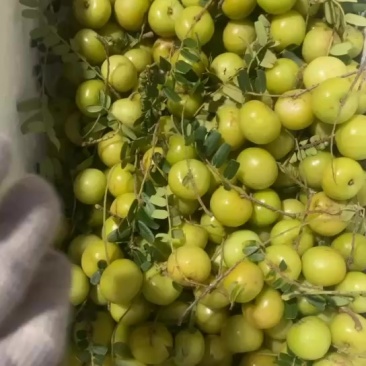 精品丙甜油甘