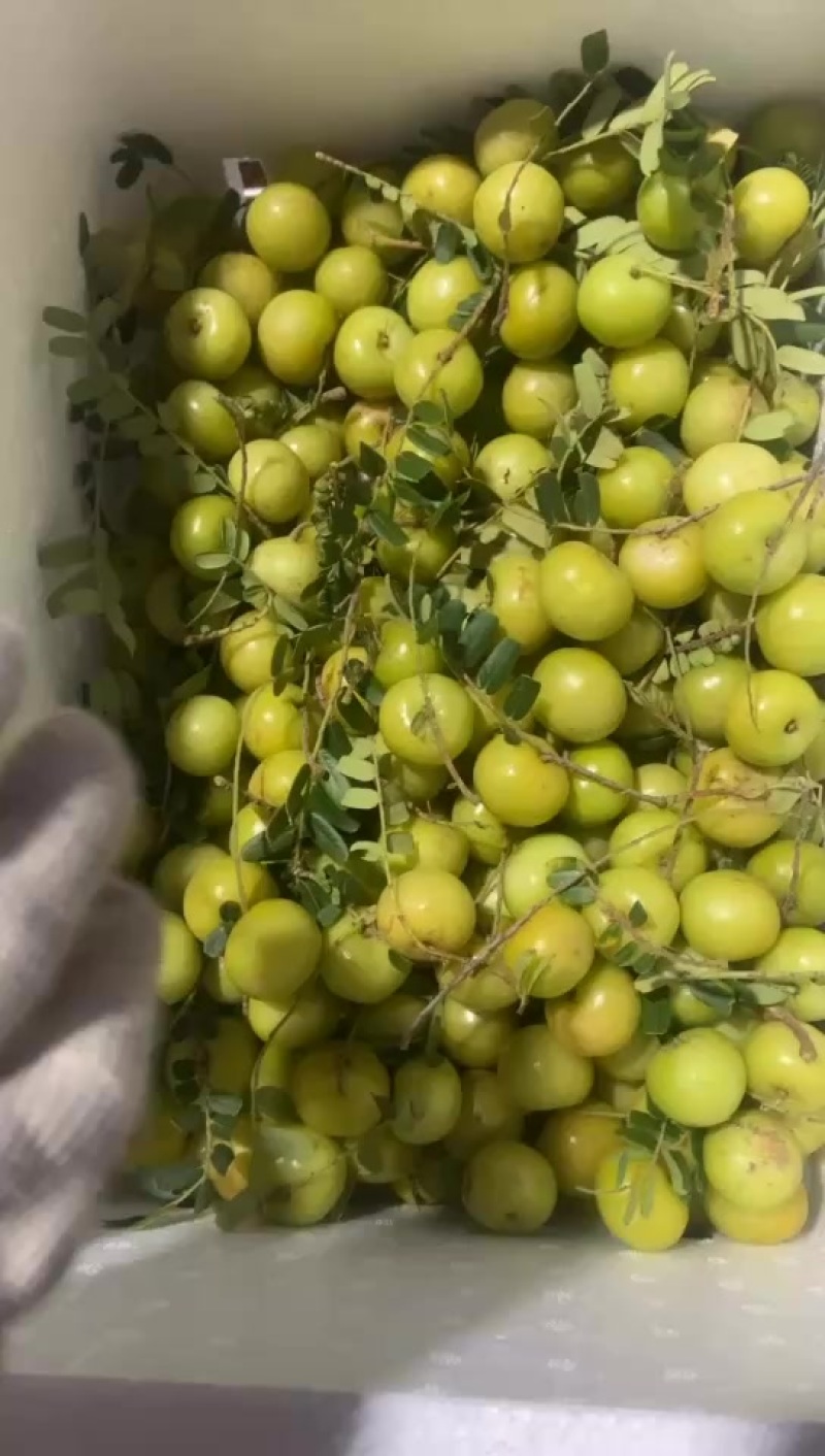 精品丙甜油甘